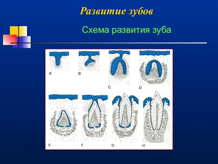 Развитие зубов Схема развития зуба