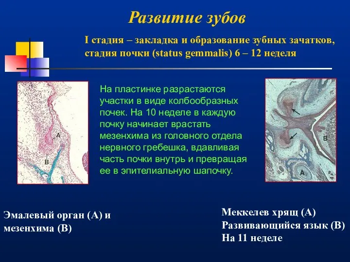 Развитие зубов Эмалевый орган (А) и мезенхима (В) I стадия – закладка