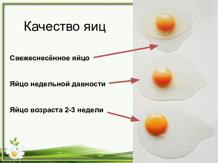 Качество яиц Свежеснесённое яйцо Яйцо недельной давности Яйцо возраста 2-3 недели