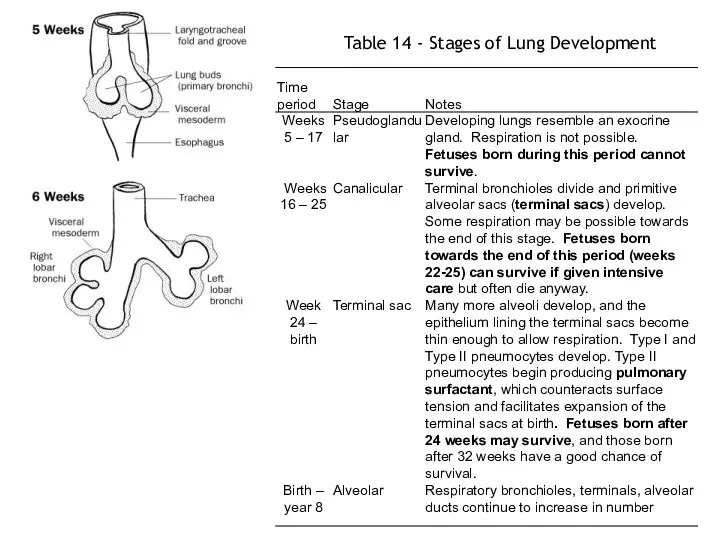 Table 14 - Stages of Lung Development