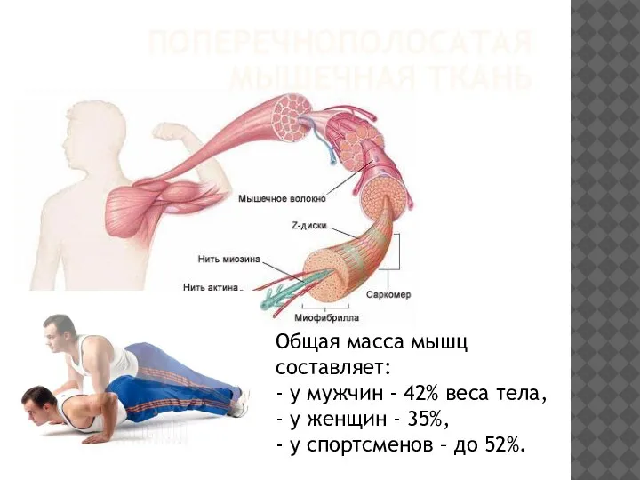 Общая масса мышц составляет: - у мужчин - 42% веса тела, -