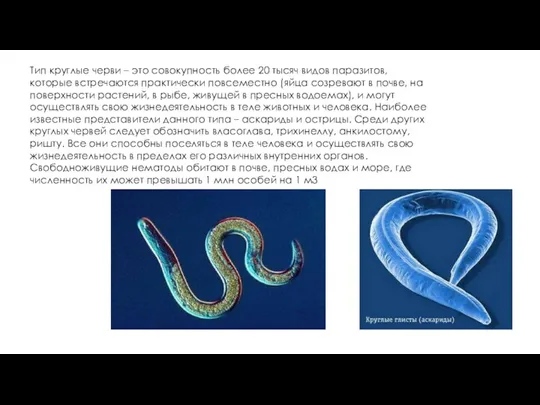 Тип круглые черви – это совокупность более 20 тысяч видов паразитов, которые