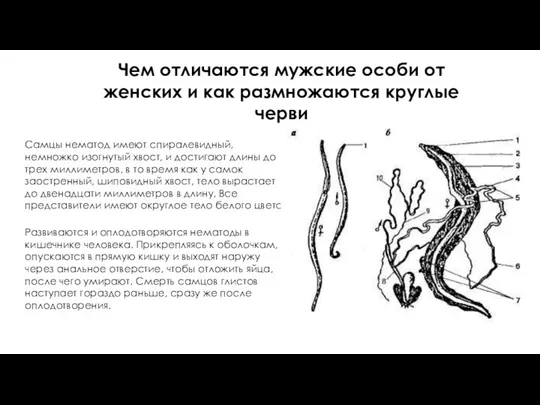 Чем отличаются мужские особи от женских и как размножаются круглые черви Самцы