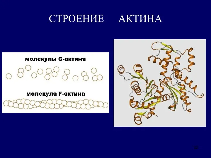 СТРОЕНИЕ АКТИНА