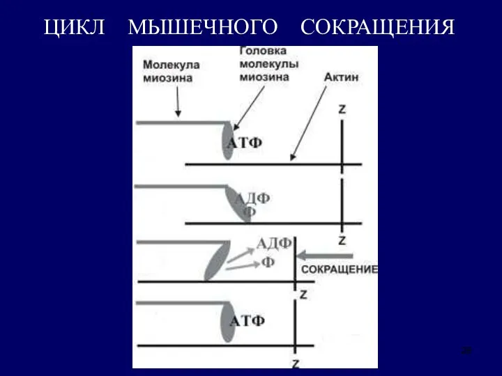 ЦИКЛ МЫШЕЧНОГО СОКРАЩЕНИЯ