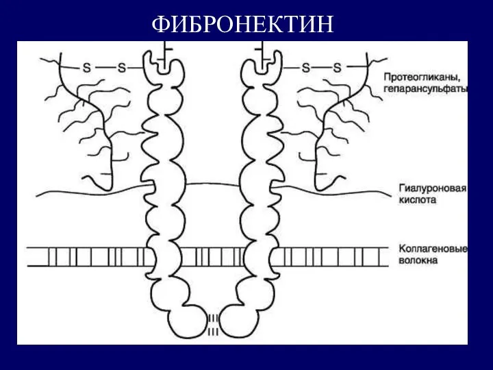 ФИБРОНЕКТИН