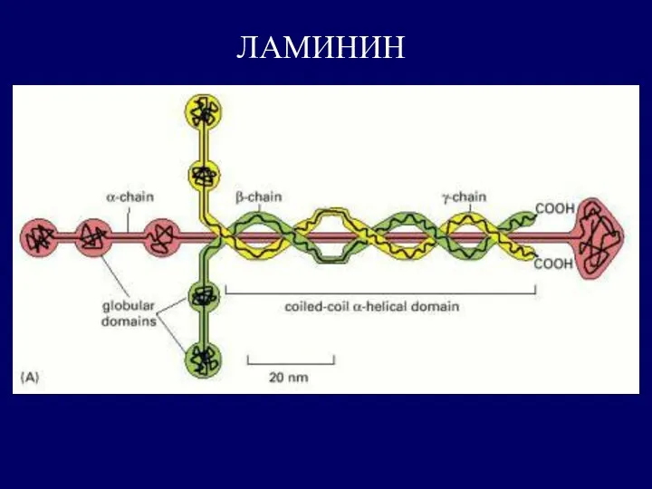 ЛАМИНИН