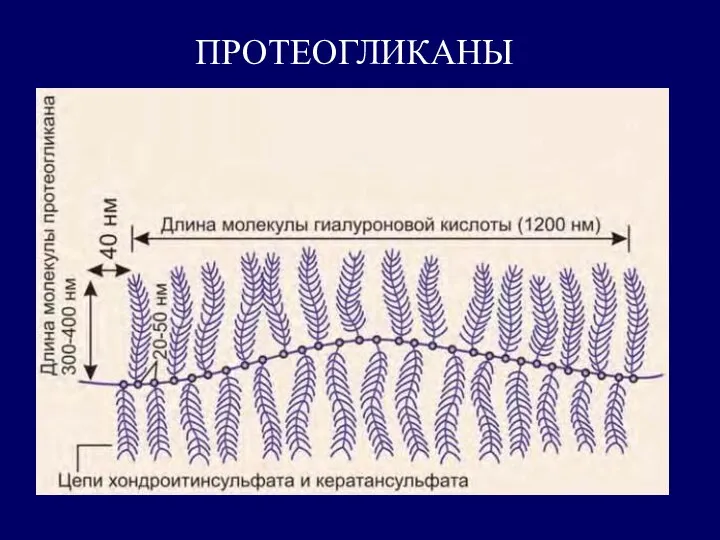 ПРОТЕОГЛИКАНЫ