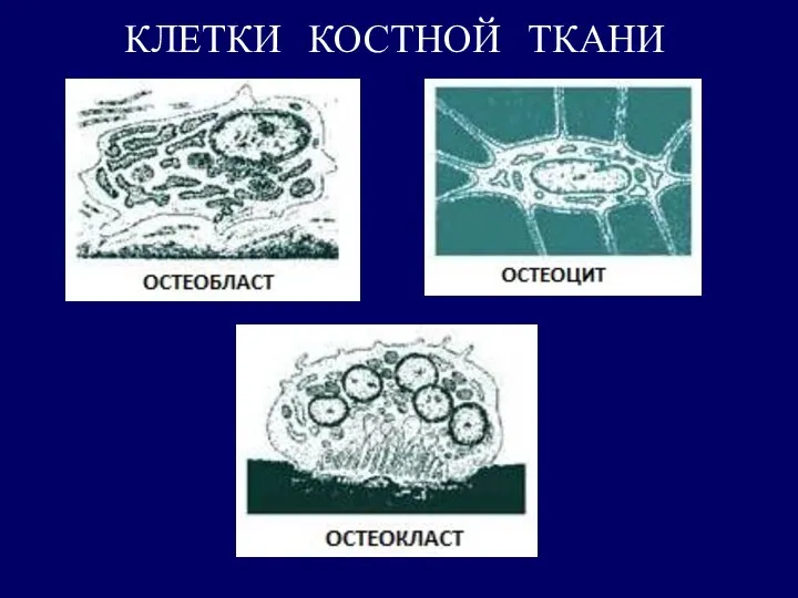 КЛЕТКИ КОСТНОЙ ТКАНИ