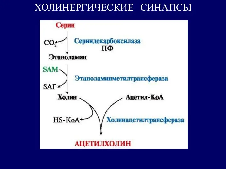 ХОЛИНЕРГИЧЕСКИЕ СИНАПСЫ