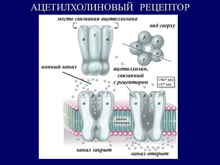 АЦЕТИЛХОЛИНОВЫЙ РЕЦЕПТОР