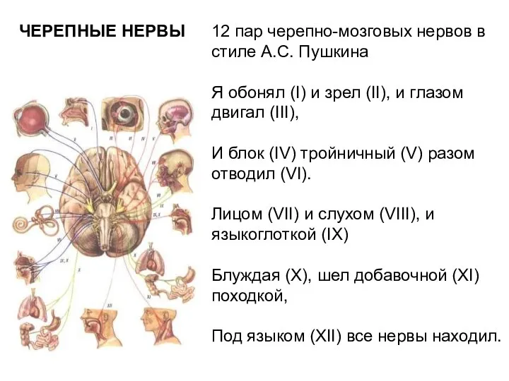 12 пар черепно-мозговых нервов в стиле А.С. Пушкина Я обонял (I) и