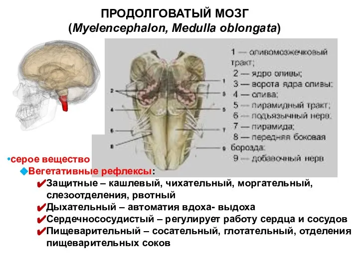 ПРОДОЛГОВАТЫЙ МОЗГ (Myelencephalon, Medulla oblongata) серое вещество Вегетативные рефлексы: Защитные – кашлевый,