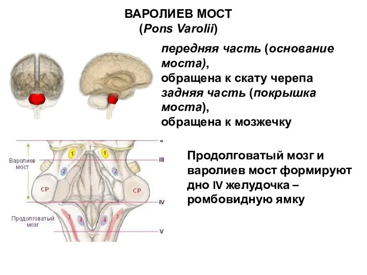 ВАРОЛИЕВ МОСТ (Pons Varolii) передняя часть (основание моста), обращена к скату черепа