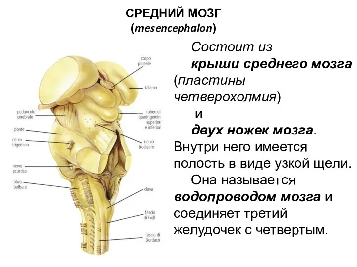 СРЕДНИЙ МОЗГ (mesencephalon) Состоит из крыши среднего мозга (пластины четверохолмия) и двух