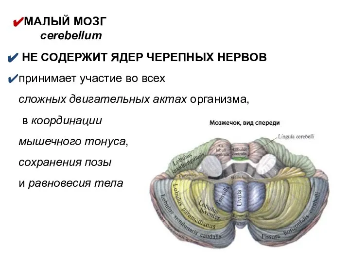 МАЛЫЙ МОЗГ cerebellum НЕ СОДЕРЖИТ ЯДЕР ЧЕРЕПНЫХ НЕРВОВ принимает участие во всех