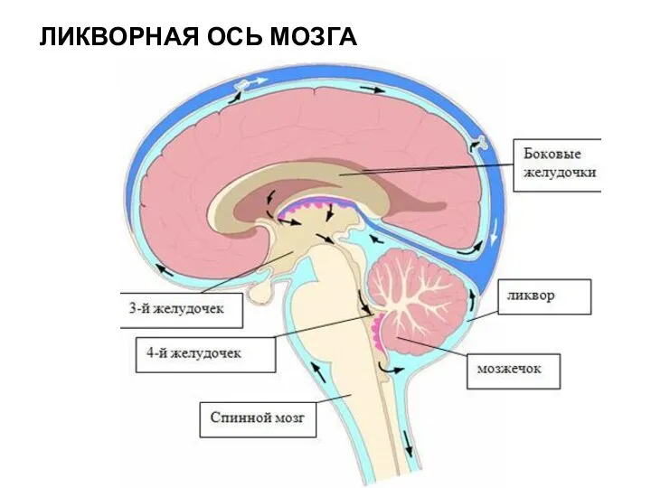 ЛИКВОРНАЯ ОСЬ МОЗГА