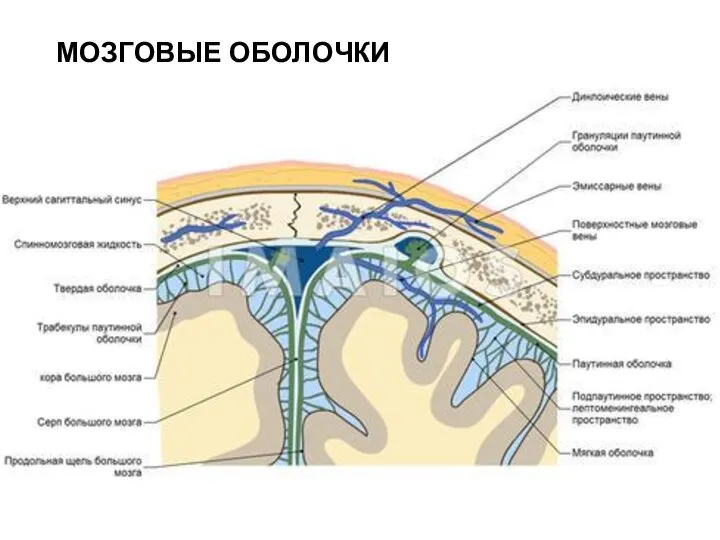 МОЗГОВЫЕ ОБОЛОЧКИ