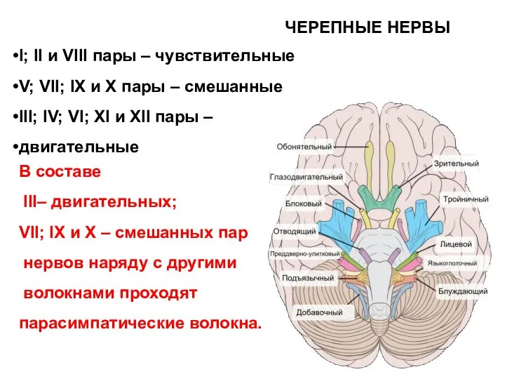 ЧЕРЕПНЫЕ НЕРВЫ I; II и VIII пары – чувствительные V; VII; IX