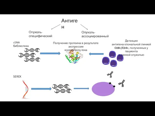 Антиген Опухоль-специфический Опухоль-ассоциированный cDNA библиотека Получение протеина в результате экспрессии конкретного гена