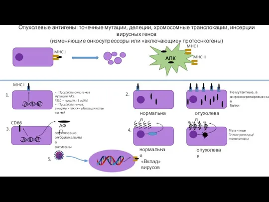 Опухолевые антигены: точечные мутации, делеции, хромосомные транслокации, инсерции вирусных генов (изменяющие онкосупрессоры