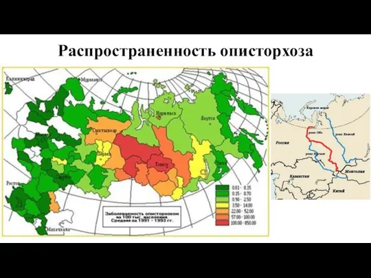 Распространенность описторхоза