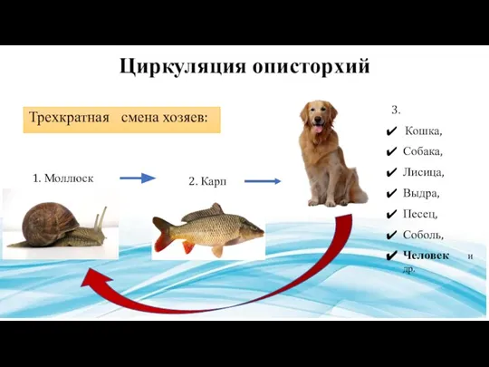 Циркуляция описторхий смена хозяев: 1. Моллюск 2. Карп 3. Кошка, Собака, Лисица,