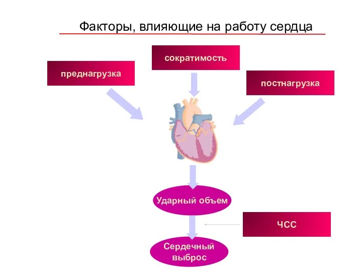 Факторы, влияющие на работу сердца