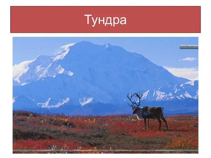 Тундра