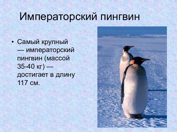 Императорский пингвин Самый крупный — императорский пингвин (массой 35-40 кг) — достигает в длину 117 см.
