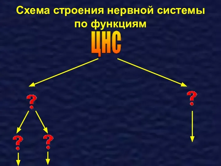 Схема строения нервной системы по функциям ЦНС