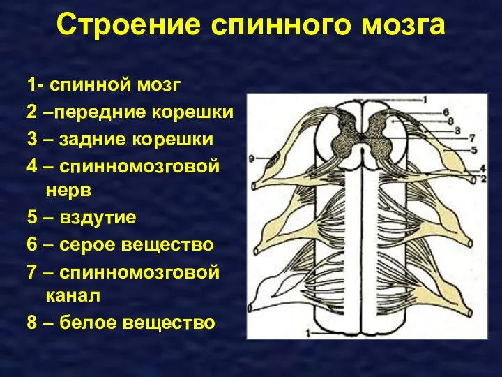 Строение спинного мозга 1- спинной мозг 2 –передние корешки 3 – задние