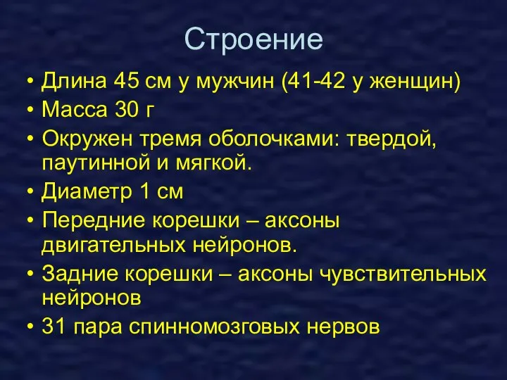 Строение Длина 45 см у мужчин (41-42 у женщин) Масса 30 г