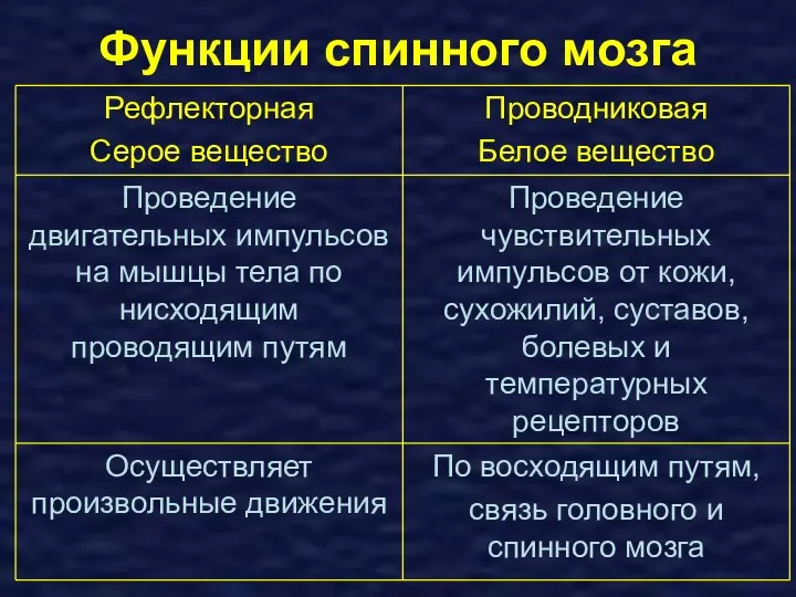 Функции спинного мозга