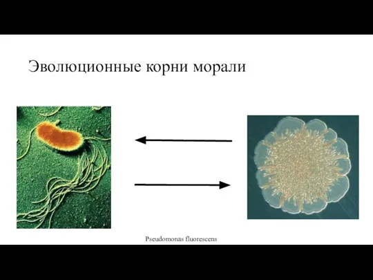 Эволюционные корни морали Pseudomonas fluorescens