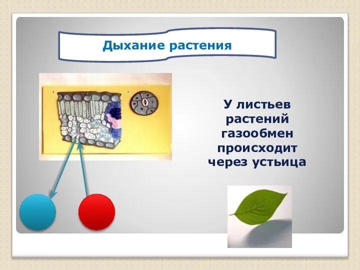 Дыхание растения У листьев растений газообмен происходит через устьица