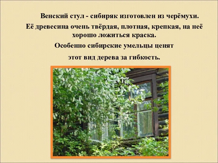 Венский стул - сибиряк изготовлен из черёмухи. Её древесина очень твёрдая, плотная,