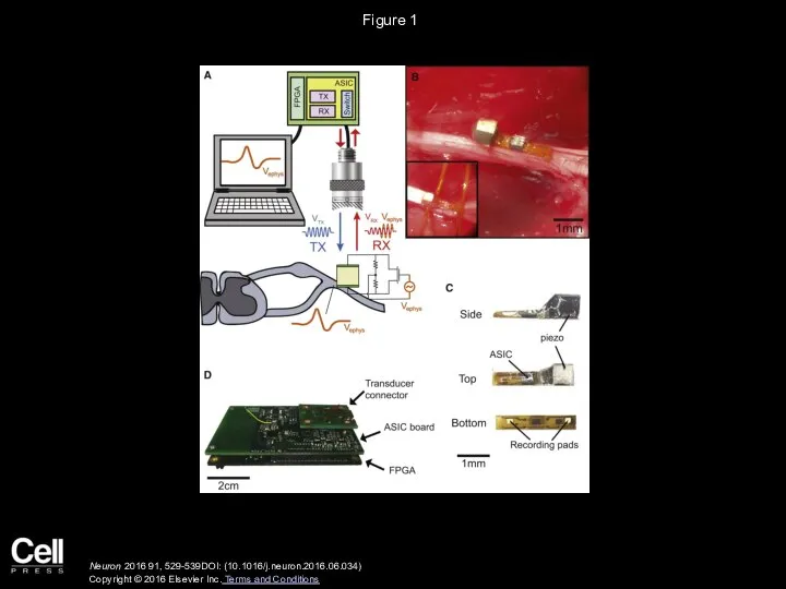 Figure 1 Neuron 2016 91, 529-539DOI: (10.1016/j.neuron.2016.06.034) Copyright © 2016 Elsevier Inc. Terms and Conditions