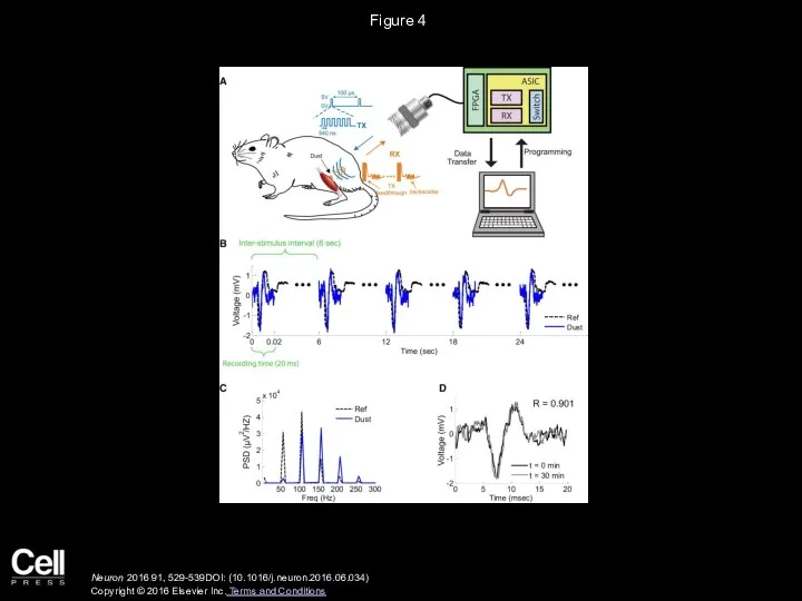 Figure 4 Neuron 2016 91, 529-539DOI: (10.1016/j.neuron.2016.06.034) Copyright © 2016 Elsevier Inc. Terms and Conditions