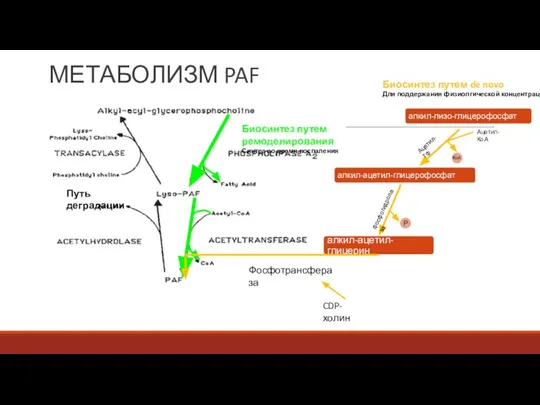 Биосинтез путем ремоделирования Синтез во время воспаления Путь деградации Ацетил-КоА Ацетил-ТФ Фосфогидролаза