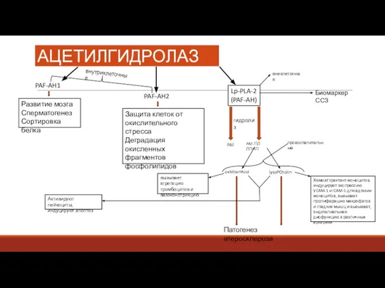 РОЛЬ АЦЕТИЛГИДРОЛАЗ PAF-AH1 PAF-AH2 Lp-PLA-2 (PAF-AH) Развитие мозга Сперматогенез Сортировка белка Защита