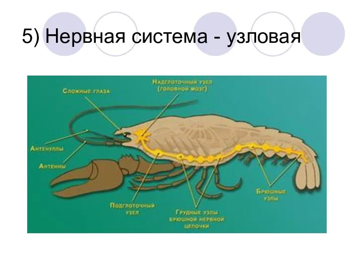 5) Нервная система - узловая