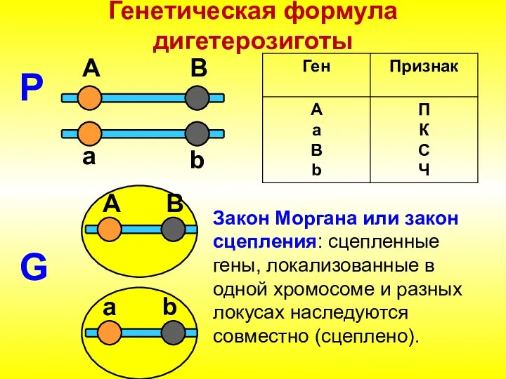 Генетическая формула дигетерозиготы P А а B b G А B a