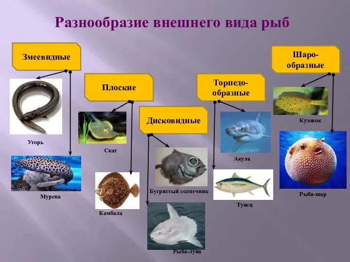 Разнообразие внешнего вида рыб Змеевидные Плоские Дисковидные Торпедо- образные Шаро- образные Бугристый
