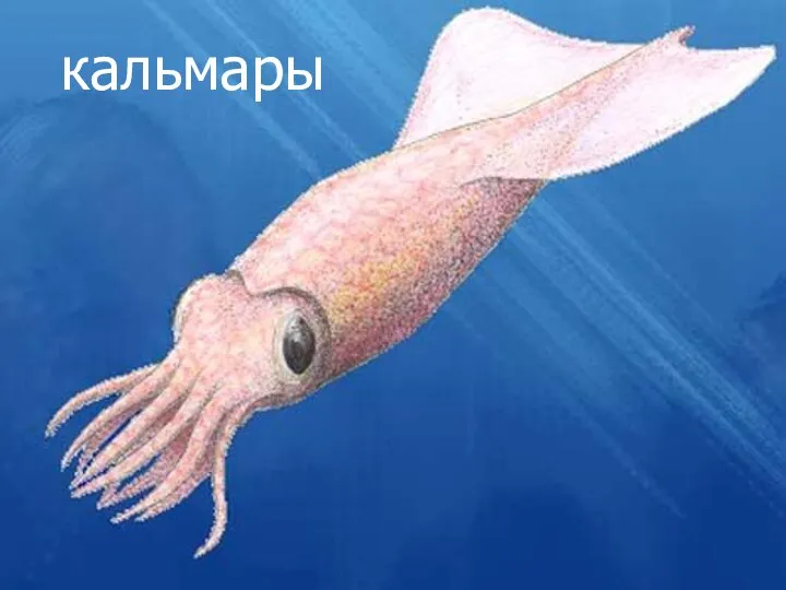 кальмары