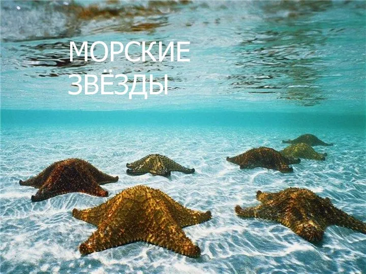 МОРСКИЕ ЗВЁЗДЫ