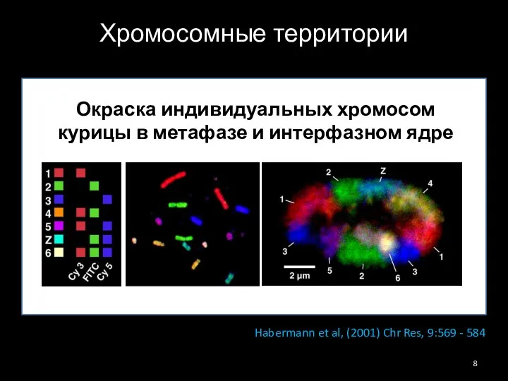 Habermann et al, (2001) Chr Res, 9:569 - 584 Хромосомные территории Окраска
