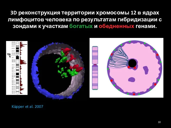 3D реконструкция территории хромосомы 12 в ядрах лимфоцитов человека по результатам гибридизации
