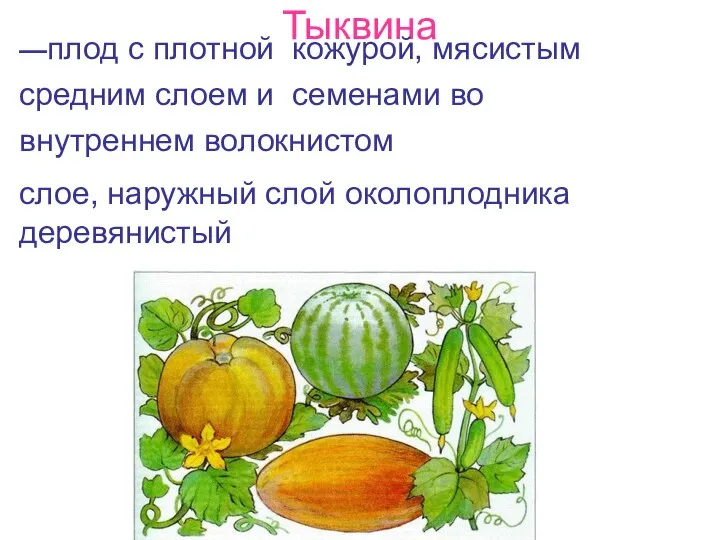 Тыквина —плод с плотной кожурой, мясистым средним слоем и семенами во внутреннем