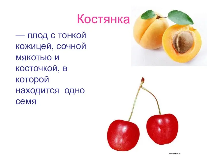Костянка — плод с тонкой кожицей, сочной мякотью и косточкой, в которой находится одно семя